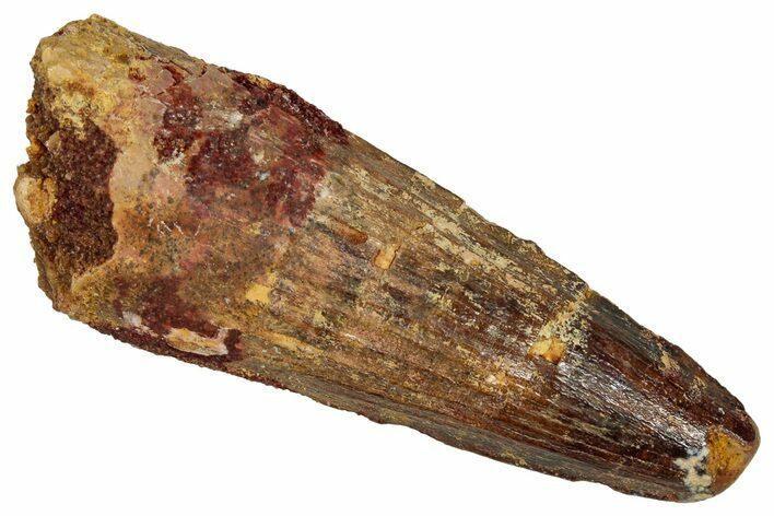 Fossil Spinosaurus Tooth - Feeding Worn Tip #353051